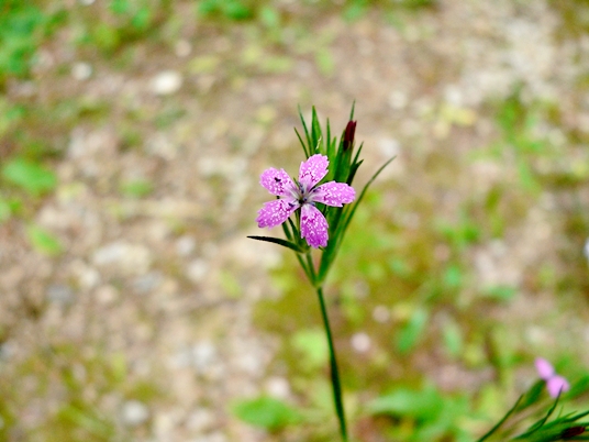 {Dianthus armeria}